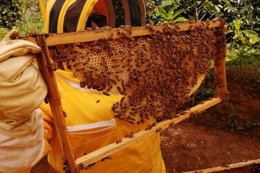 Tour de las abejas.