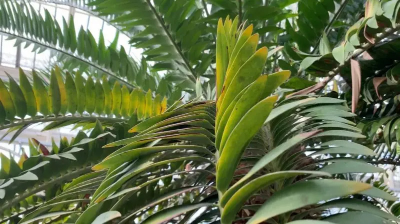 El único ejemplar de una planta casi extinta al que los científicos le buscan pareja