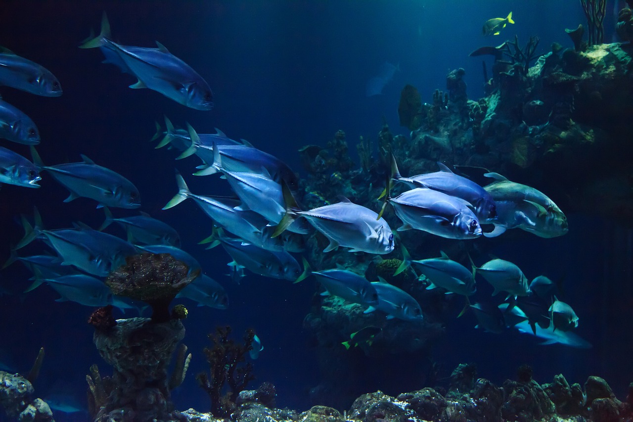 Pauly indicó que se cree que la pesca mundial alcanzó su máximo hacia 1996, con 130 millones de toneladas métricas.