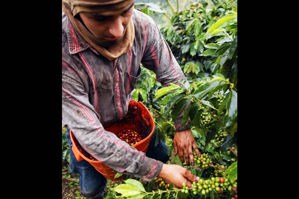 Un seguro para el café