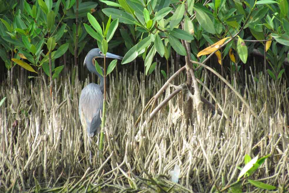 Las aves de Cartagena