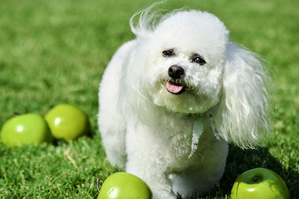 Bichón Frisé