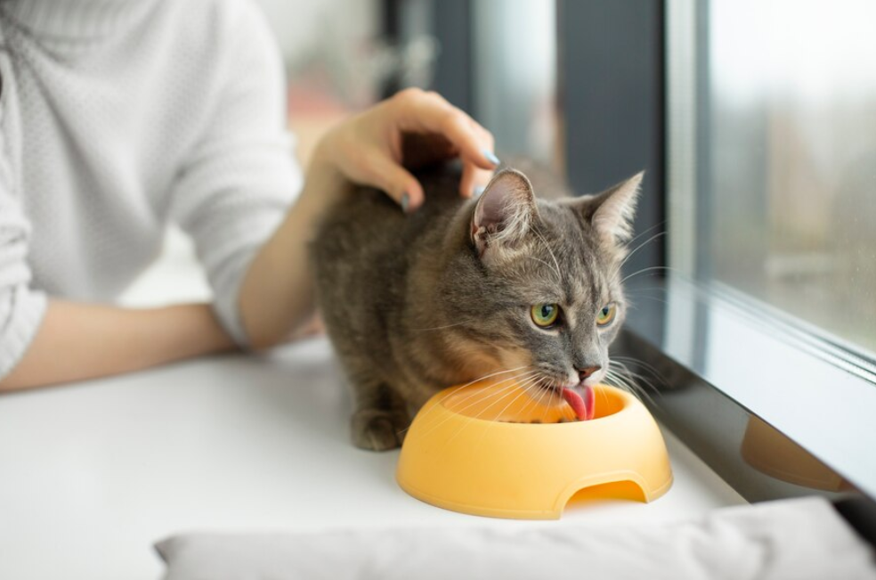 ¿Su gato no termina la comida? Este nuevo estudio le explica el motivo y qué puede hacer