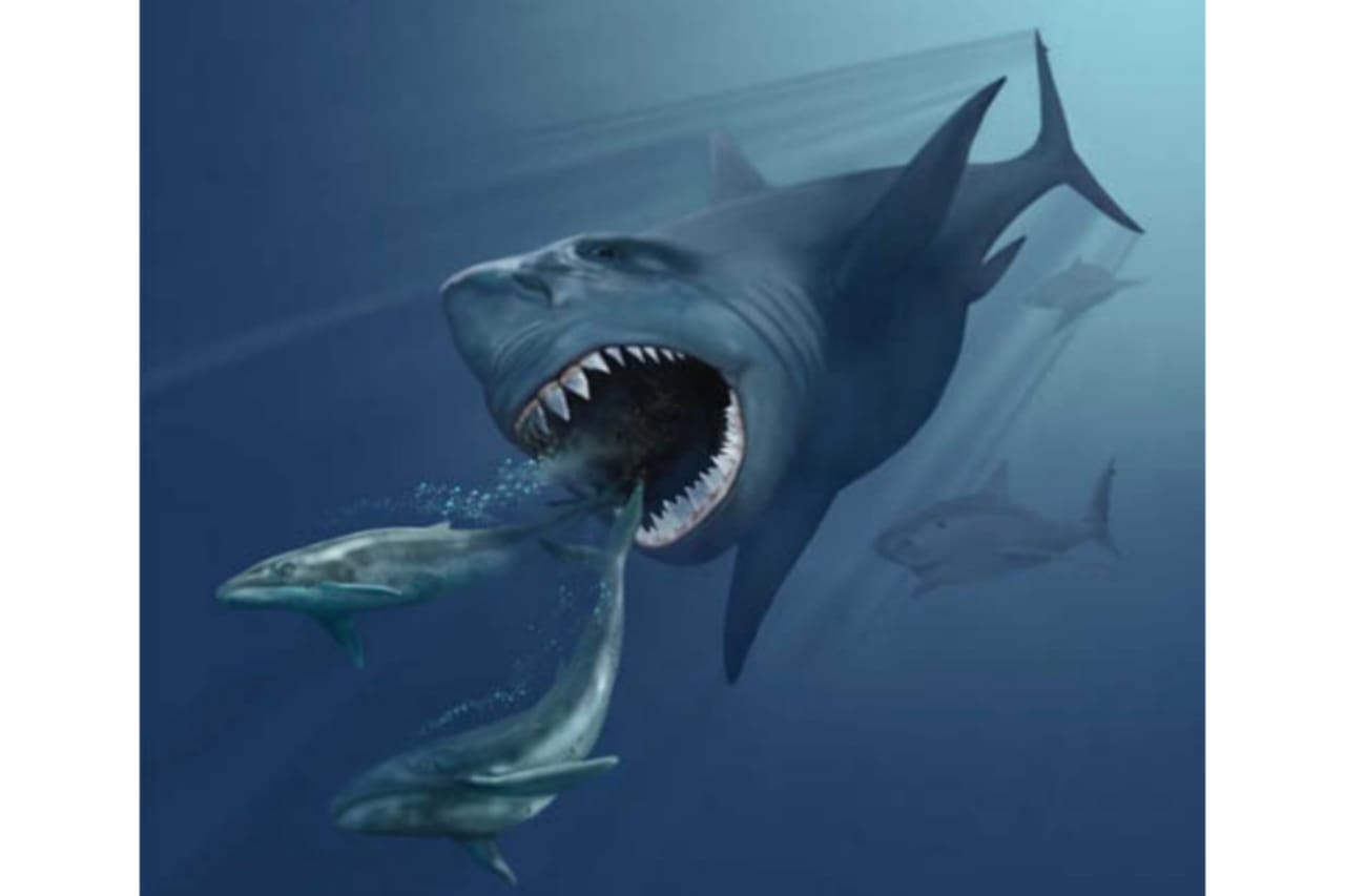 Los megalodones podrían haber sido cuatro metros más grandes de lo que creíamos