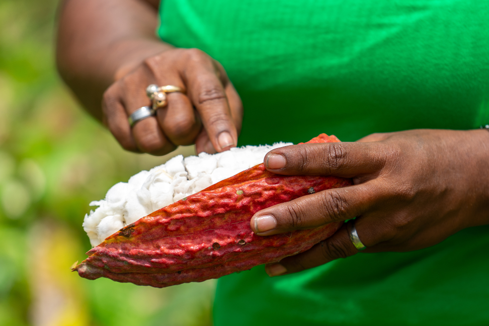 El procesamiento de cacao, en su punto más bajo desde 2020: ¿a qué se debe?