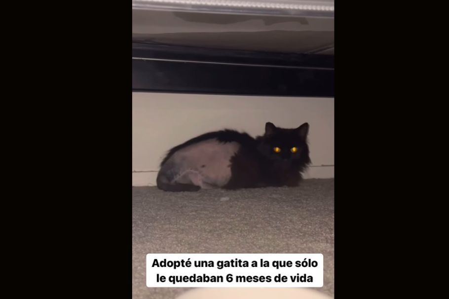 La historia de esta gata con cáncer te devolverá la esperanza (solo para sensibles)