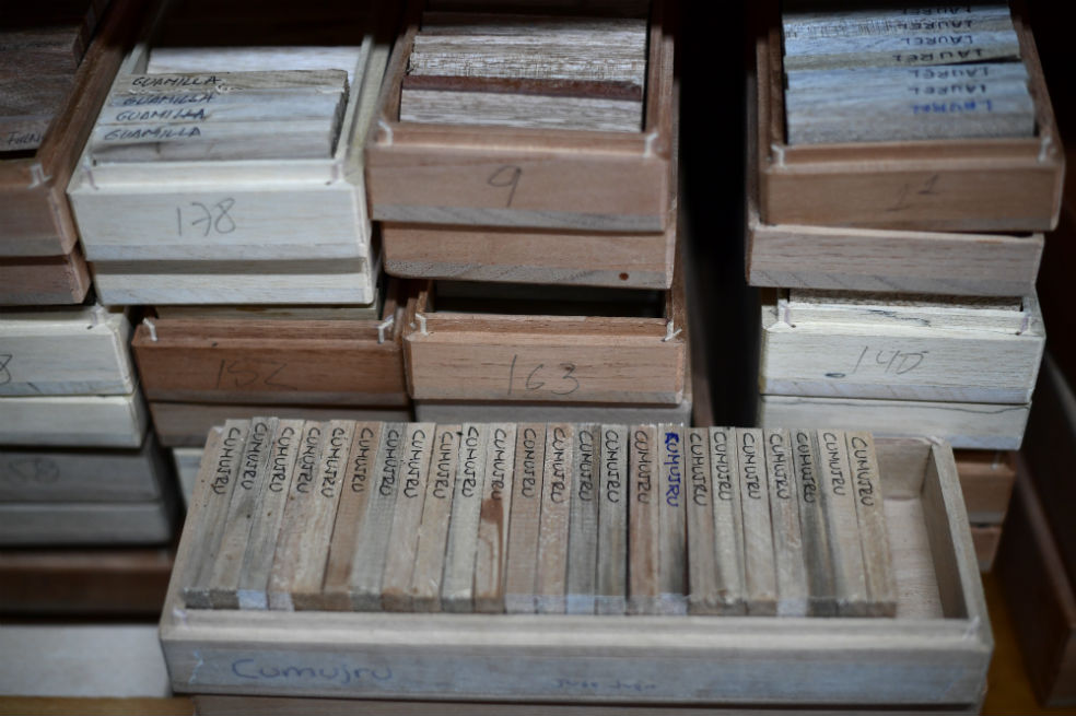 El trabajo con un equipo de al menos veinte investigadores indígenas ha recolectado muestras de madera de unos 400 árboles, los han fotografiado y dibujado. En una cajita de las más pequeñas caben 25 muestras de maderas. Cuatro de esas cajas forman el primer volumen al que debe tener acceso un estudiante en las escuelas indígenas, según el plan de Carlos. Es decir, al terminar primaria, cada niño debe ser capaz de identificar cien especies y analizar sus relaciones ecológicas. En bachillerato el reto sube a 400 especies, que se guardan en un mueble que parece un libro gigante. Un libro de la selva.