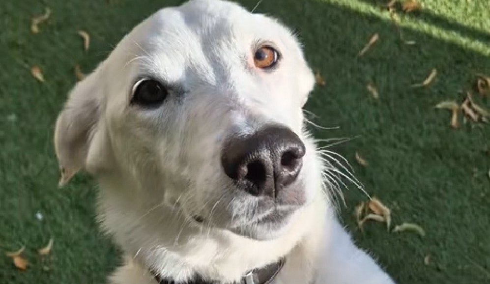 Adoptaron a un perro sordo y le enseñaron un lenguaje de señas propio (video)