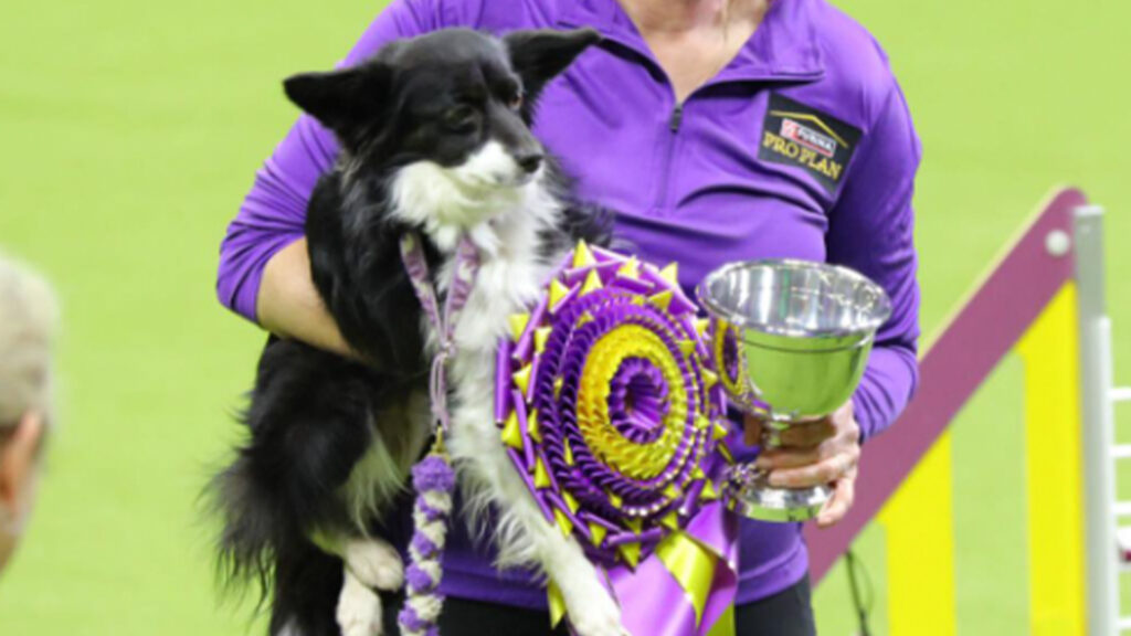 Por primera vez en la historia perrita criolla gana prestigiosa competencia