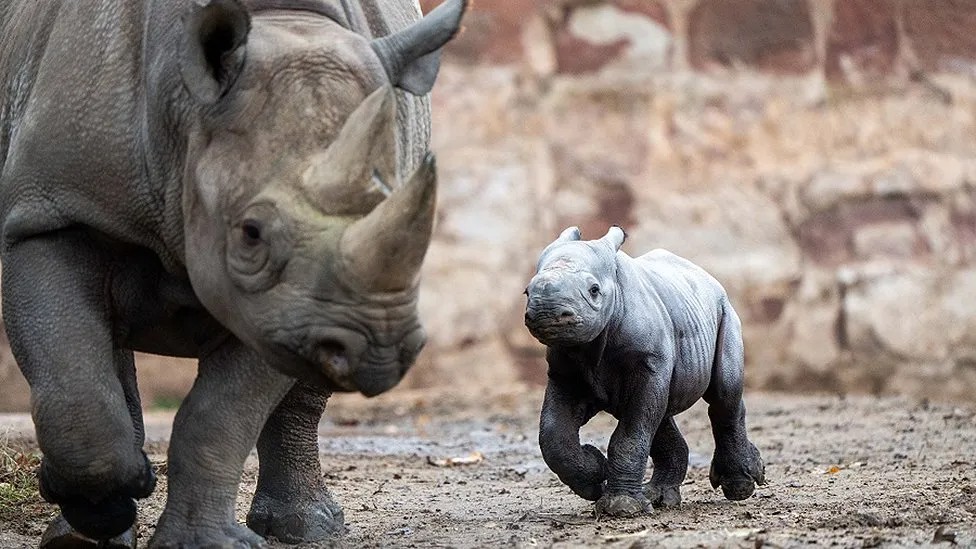 Nació un rinoceronte negro oriental en peligro crítico de extinción en el Chester Zoo.