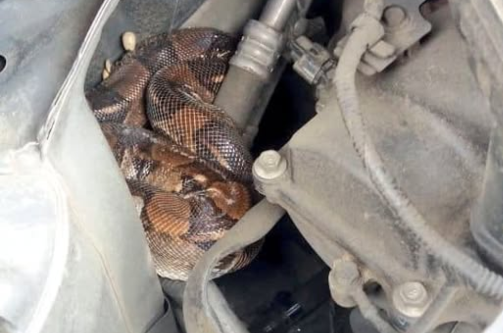 Hallan una serpiente dentro de un carro en centro comercial