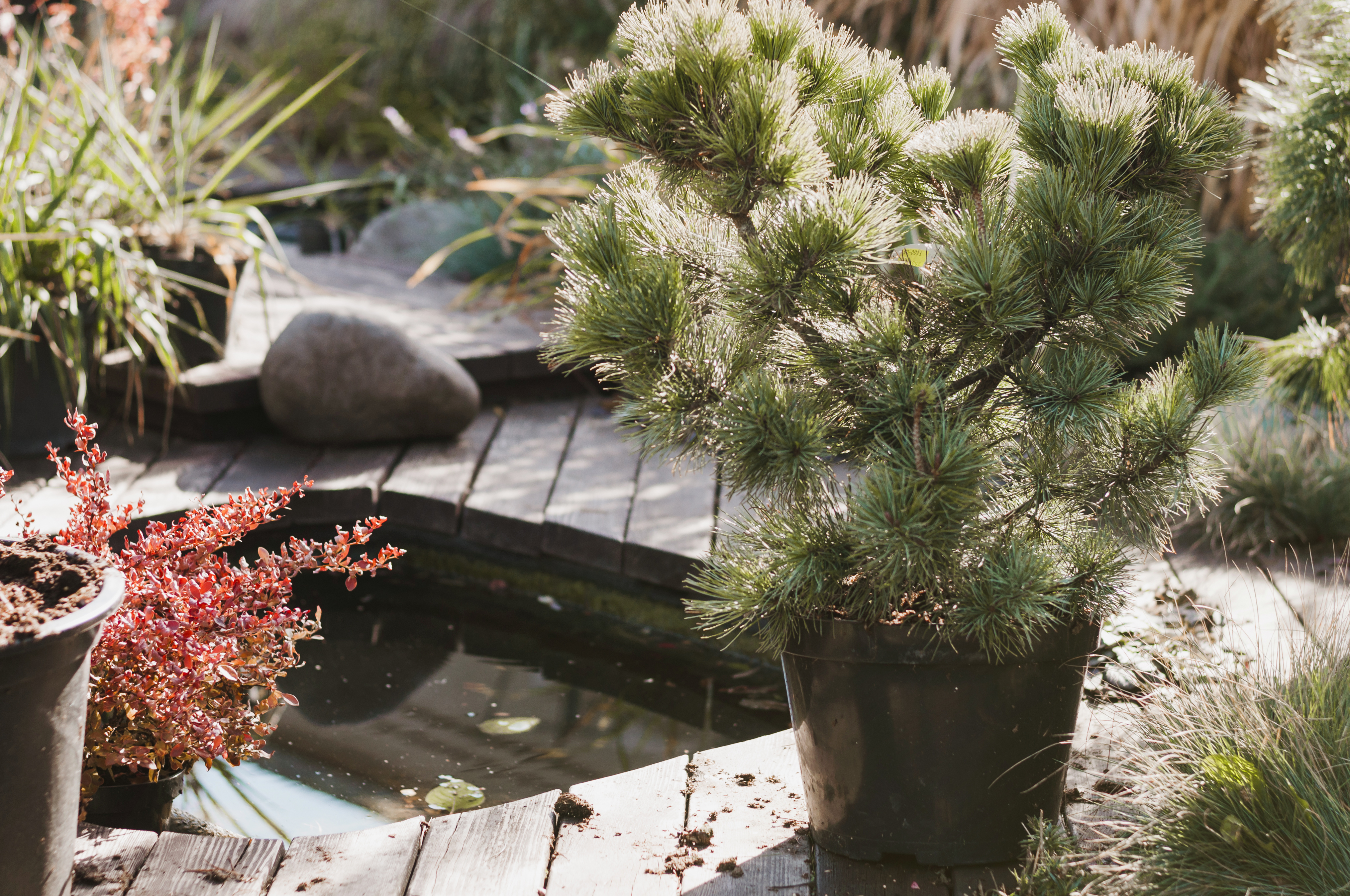 Nordic style garden