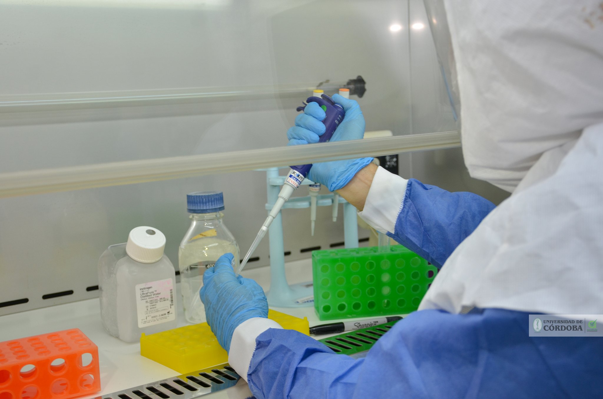 En UniCórdoba se analizan las muestra y se establece un diagnóstico. Luego se envía la información al Instituto Nacional de Salud, y ellos son quienes le hace saber al Ministerio de Salud si el paciente es positivo o negativo, explica Torres.CortesíaLos investigadores del IIBT de Unicórdoba comenzaron a procesar las 13 pruebas para COVID 19, que se recibieron de @CordobaSalud. En total se han recibido 158 muestras pic.twitter.com/bjTicNIl57