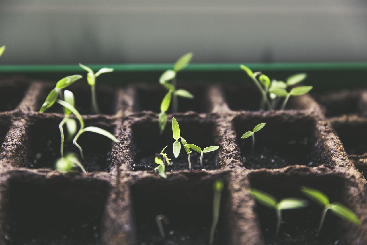 Tips para implementar en su huerta la economía circular