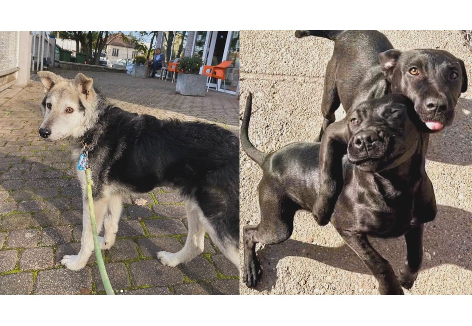 Refugio de perros organiza una jornada de adopción, pero nadie asiste (video)