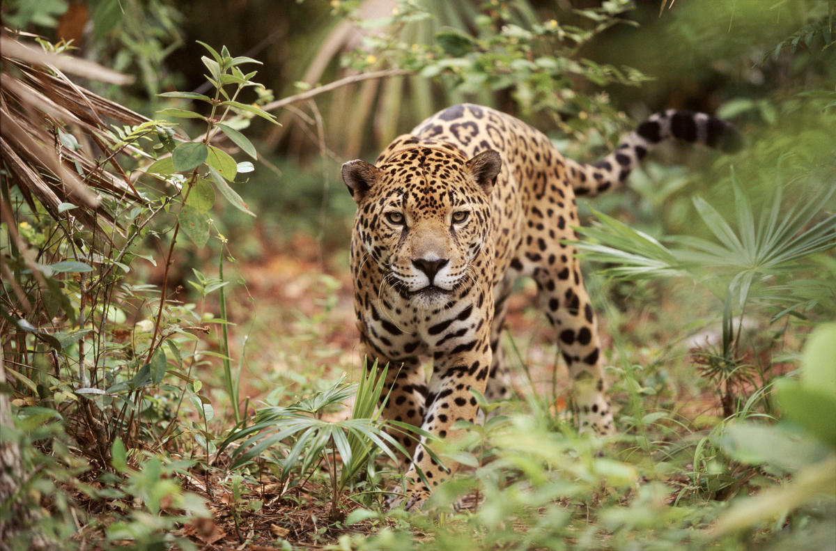 Jaguar.