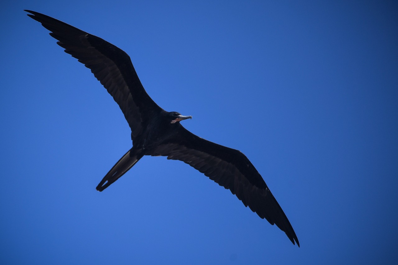 El avistamiento de aves también es un plan que muchos turistas colombianos y extranjeros disfrutan en el biodiverso Chocó.