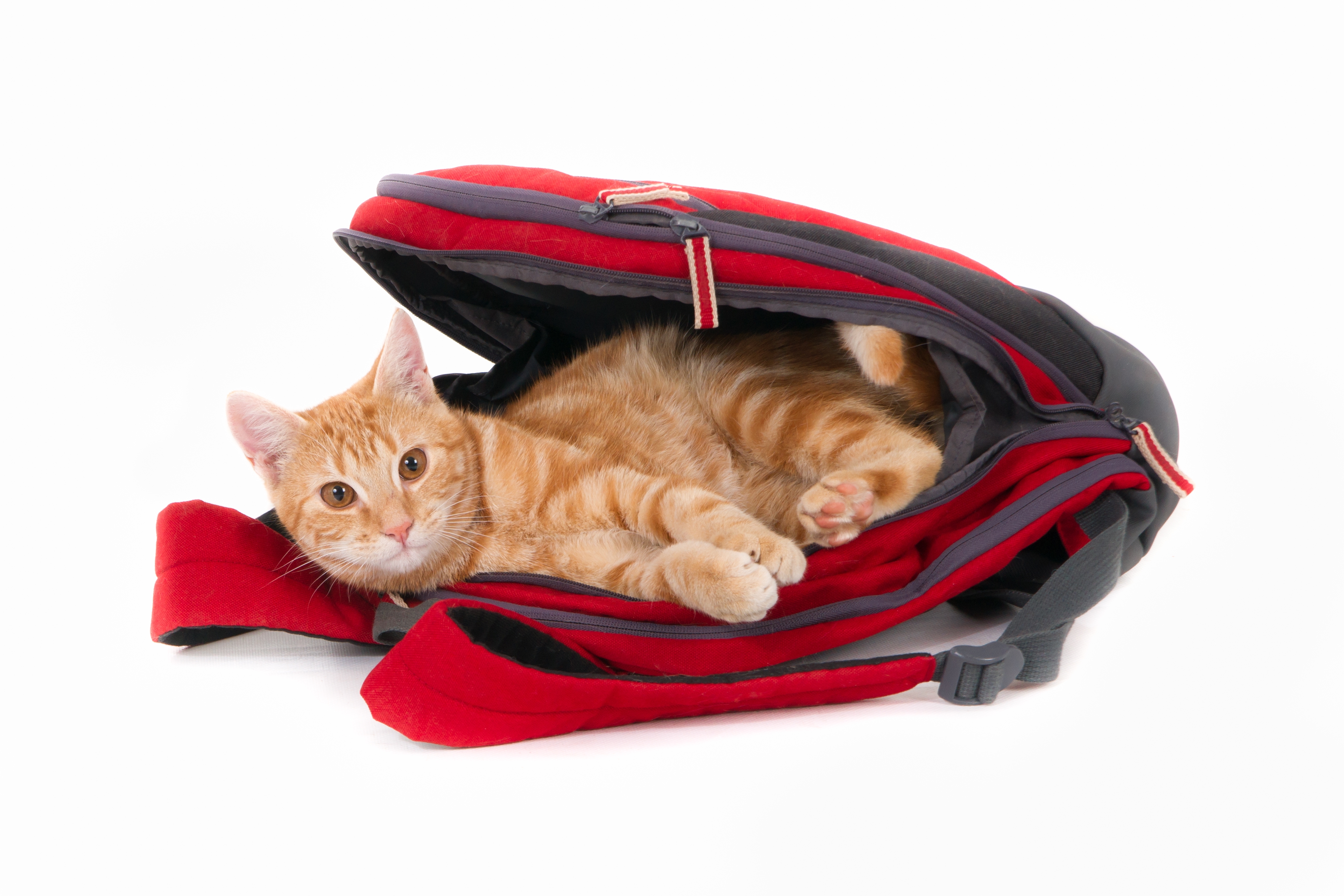 ¿Cómo tranquilizar a un gato durante un viaje largo?