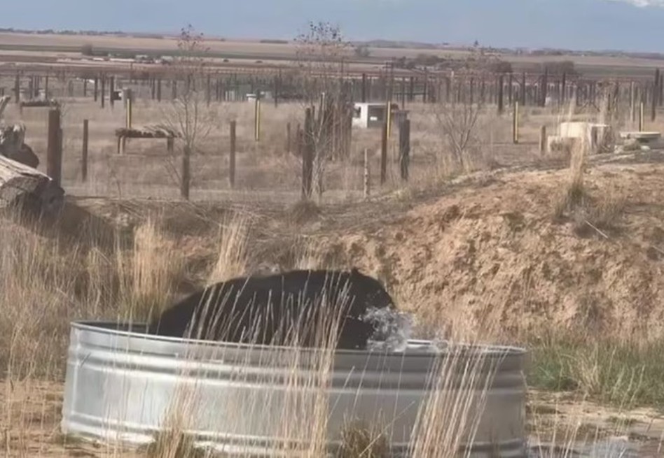 Video: un oso celebra su liberación después de 30 años con refrescante chapuzón
