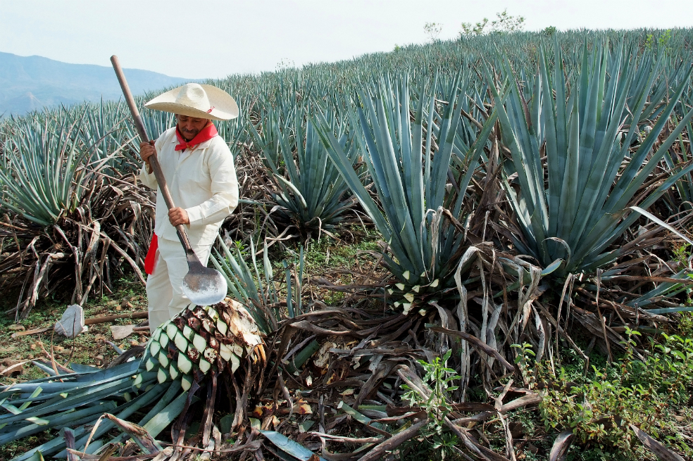La vida espiritual del agave