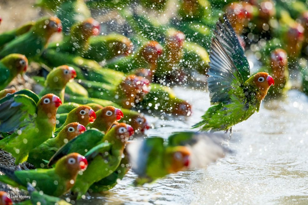 Los finalistas del Premio de Fotografía de Fauna Salvaje