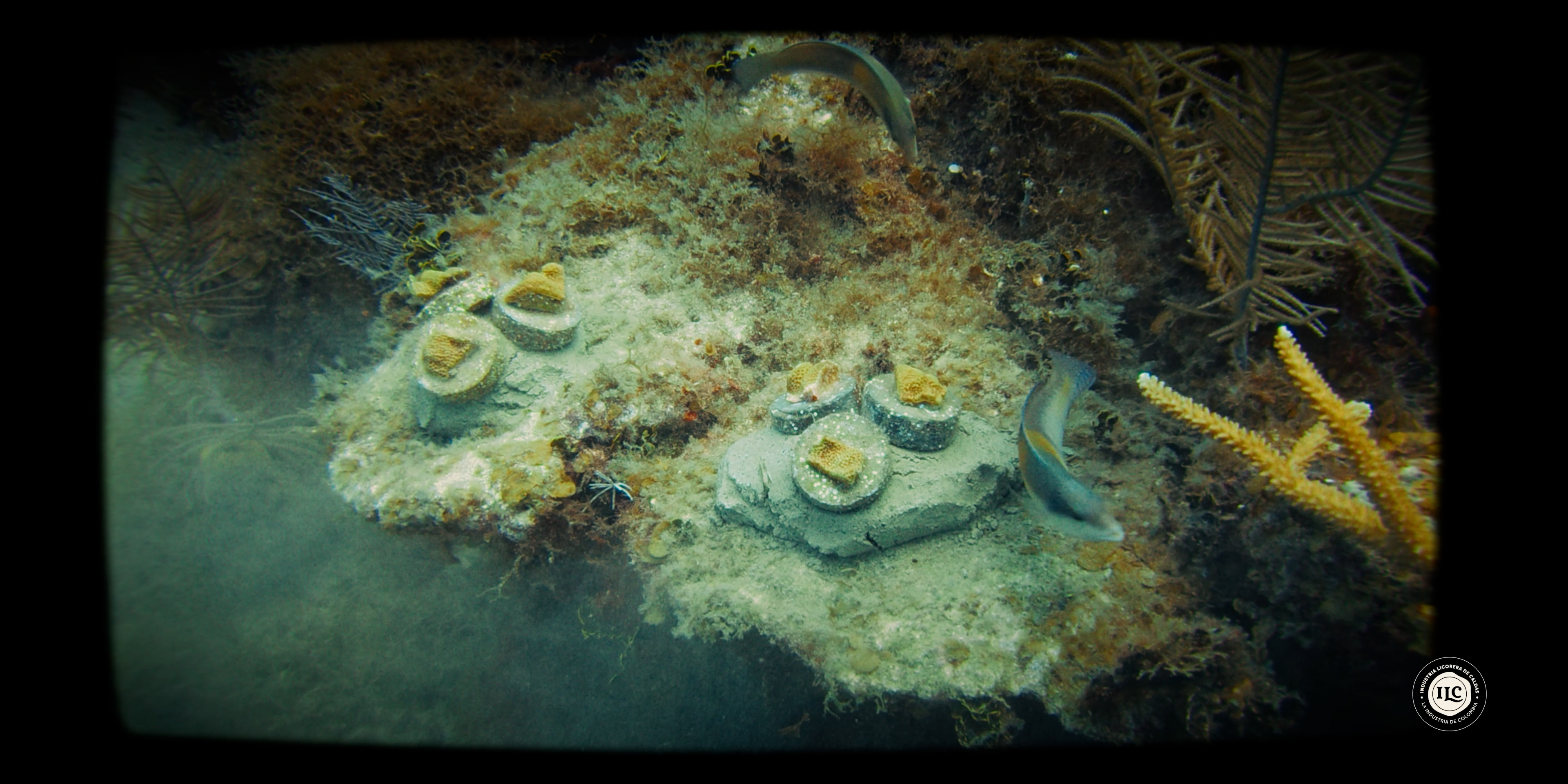 Proceso de restauración coralina mediante la siembra de corales sobre soportes elaborados con arena de vidrio, transformando residuos posconsumo en soluciones que contribuyen a la recuperación de los arrecifes y a la conservación de la biodiversidad marina..
