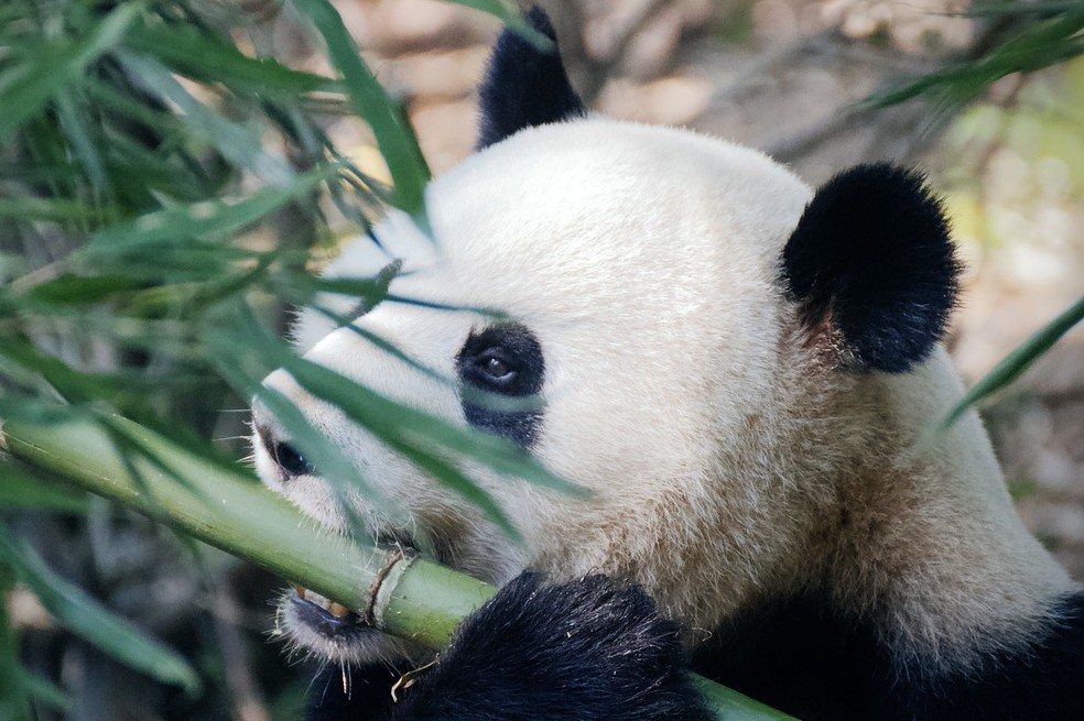 Fondo Adorable Oso Panda Que Cobra Vida A Través De La