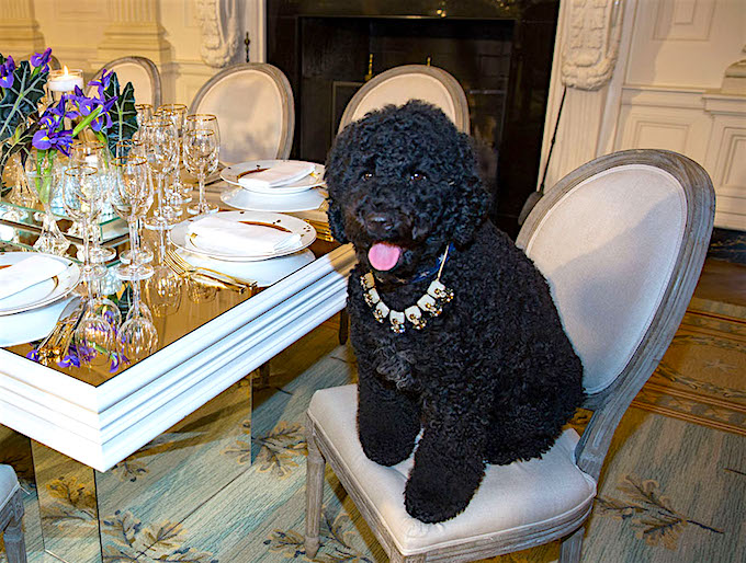 Mascotas en la Casa Blanca