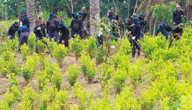 Las vidas que cobra la erradicación forzada de coca