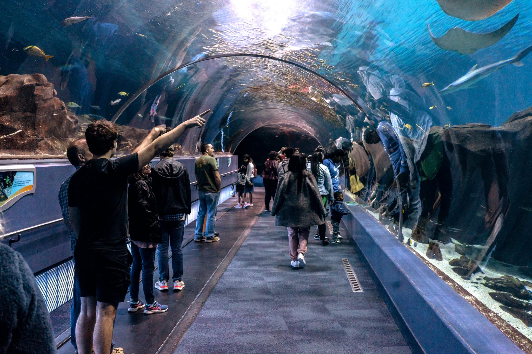 El Acuario de Georgia, que hasta 2012 fue el mayor acuario del mundo y que hoy cuenta con espectáculos de leones marinos y una particular caminata dentro de un túnel para ver de cerca a los pingüinos.