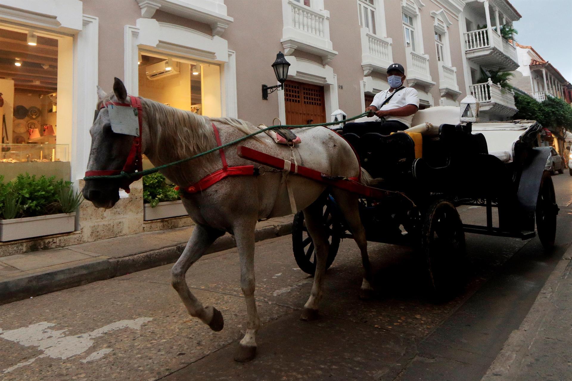 ¿Tradición o maltrato? El futuro de los caballos cocheros en Cartagena (video)