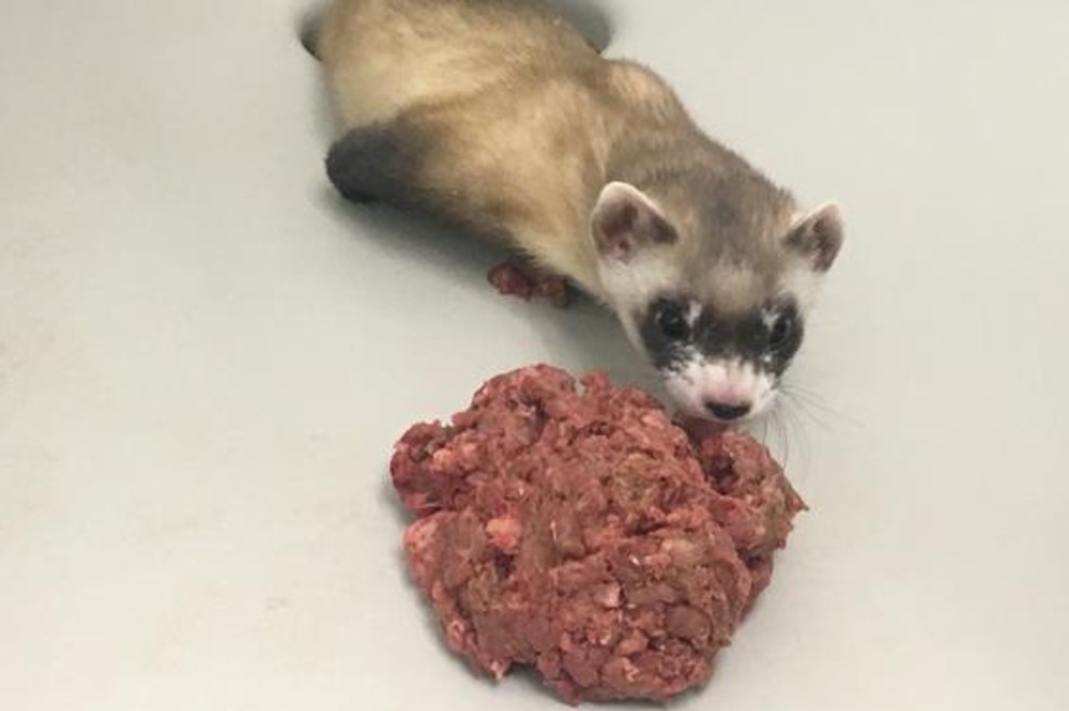 Elizabeth vive en el Centro de Conservación de Hurones, en Colorado, y se ha convertido en una esperanza para salvar a la especie.