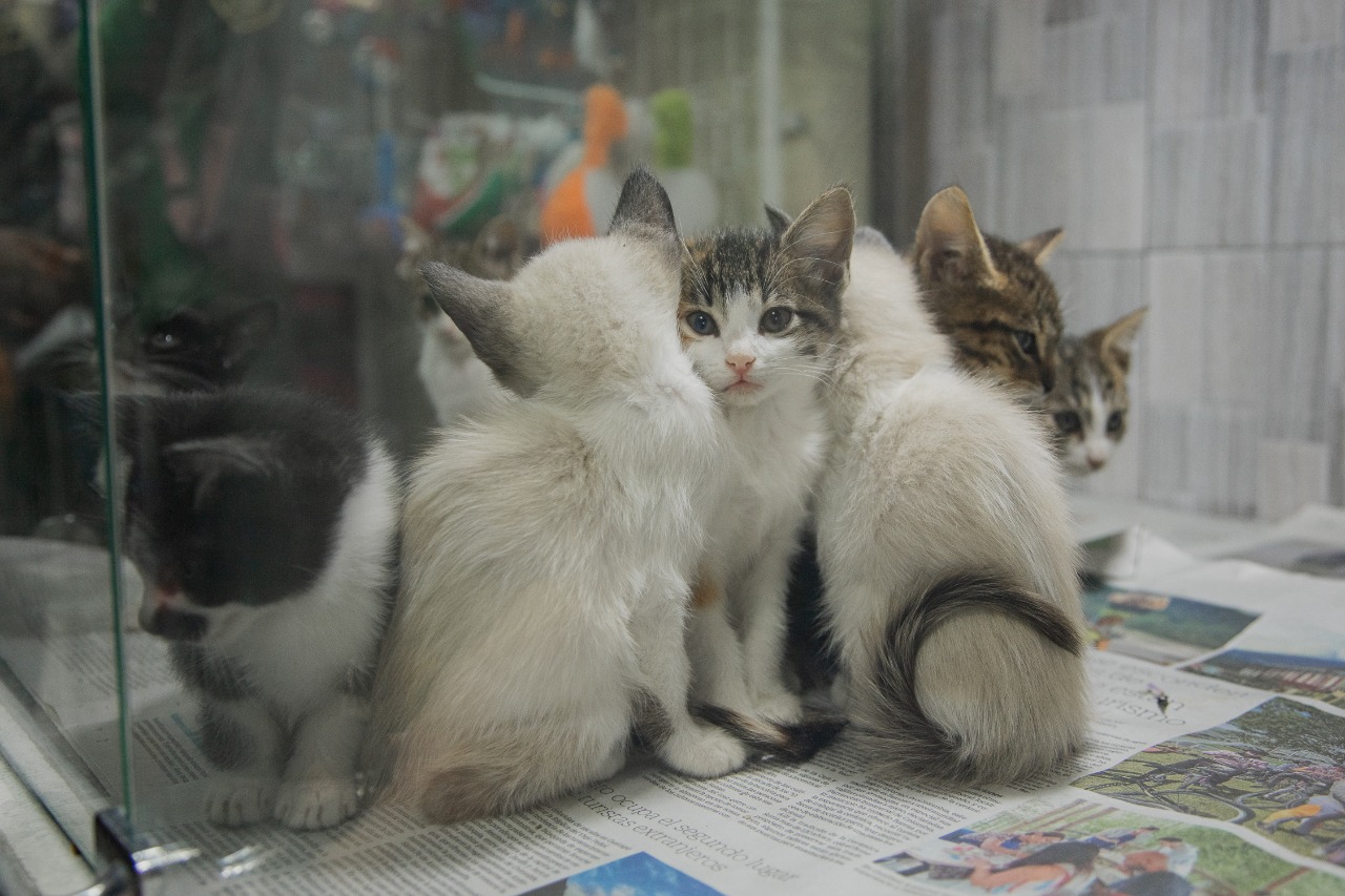 En España queda prohibido vender mascotas: ¿cuánto deberá pagar quien incumpla la ley?