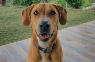 Buscan a Tyrion, perrito que se perdió en la localidad de Engativá, en Bogotá