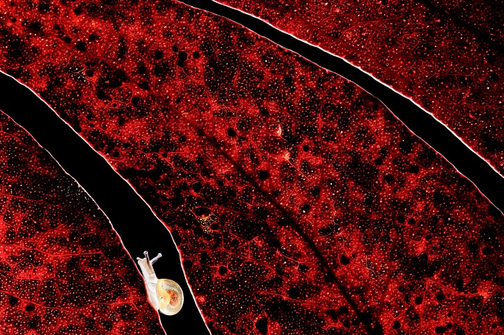 Subcampeón categoría otros animales: Rubén Pérez Novo, España. La imagen muestra a un caracol haciendo uno de sus recorridos habituales.