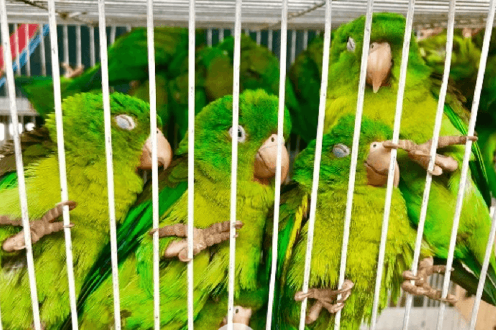Operativo logró la incautación de más de 100 pericos bronceados en Bogotá
