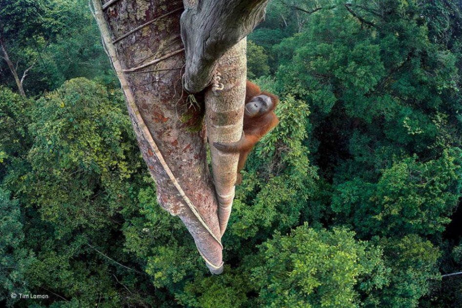 Tres días escalando árboles para tomar una foto