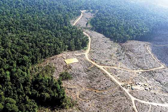 Las perspectivas de restauración y conservación de bosques del Gobierno