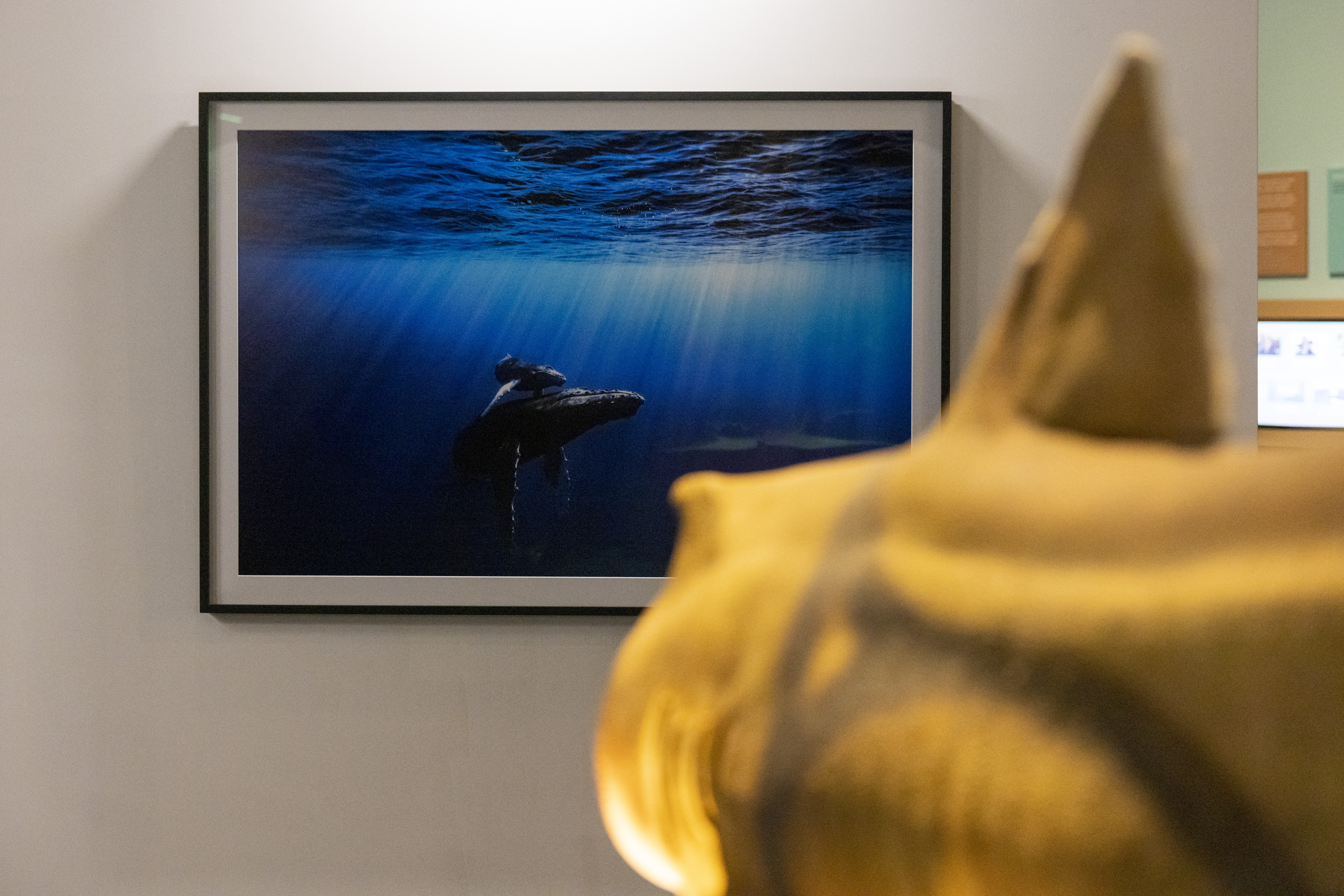 Obra 'Eye Contact - Alaska' del artista Rodrigo Thome.