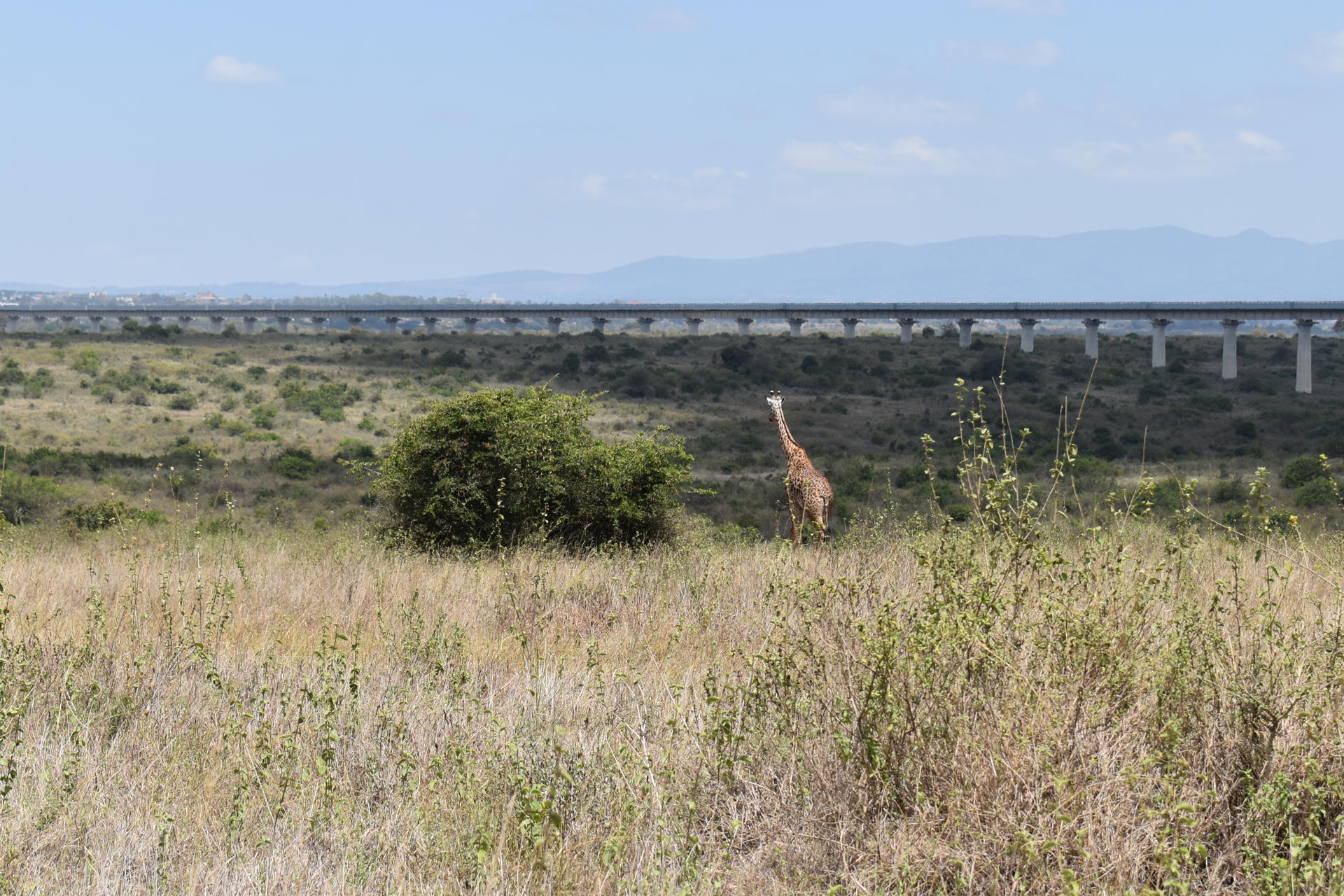 Viajes para safaris en el Parque Nacional de Nairobi, la apuesta turística de Uber