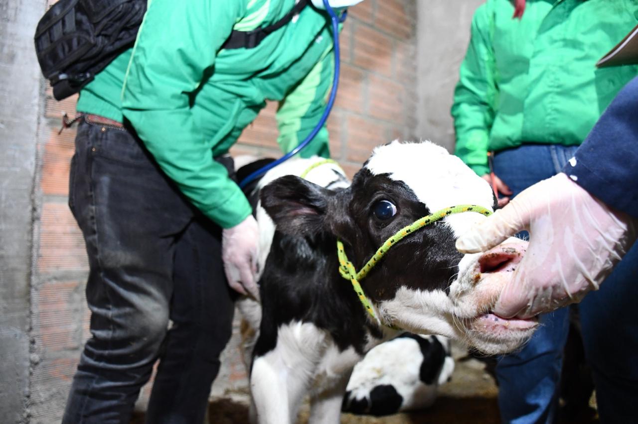 Insalubridad, maltrato y ríos enfermos: la otra cara de la carne en Bogotá