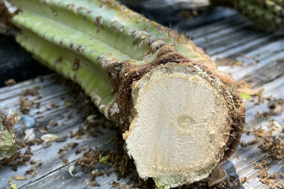 Este cactus es la primera especie que se extingue por el aumento del nivel del mar