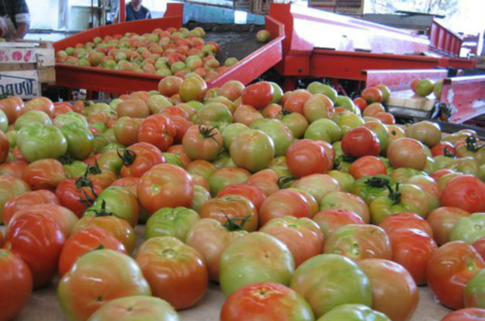 Gobierno argentino pide reducir consumo de tomate para evitar escasez
