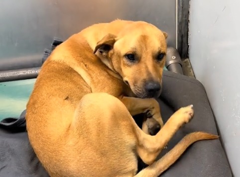 Koko, el perrito que murió esperando a ser adoptado en un refugio