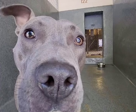 Perrita regresó al refugio tres días después de ser adoptada: esta fue la razón