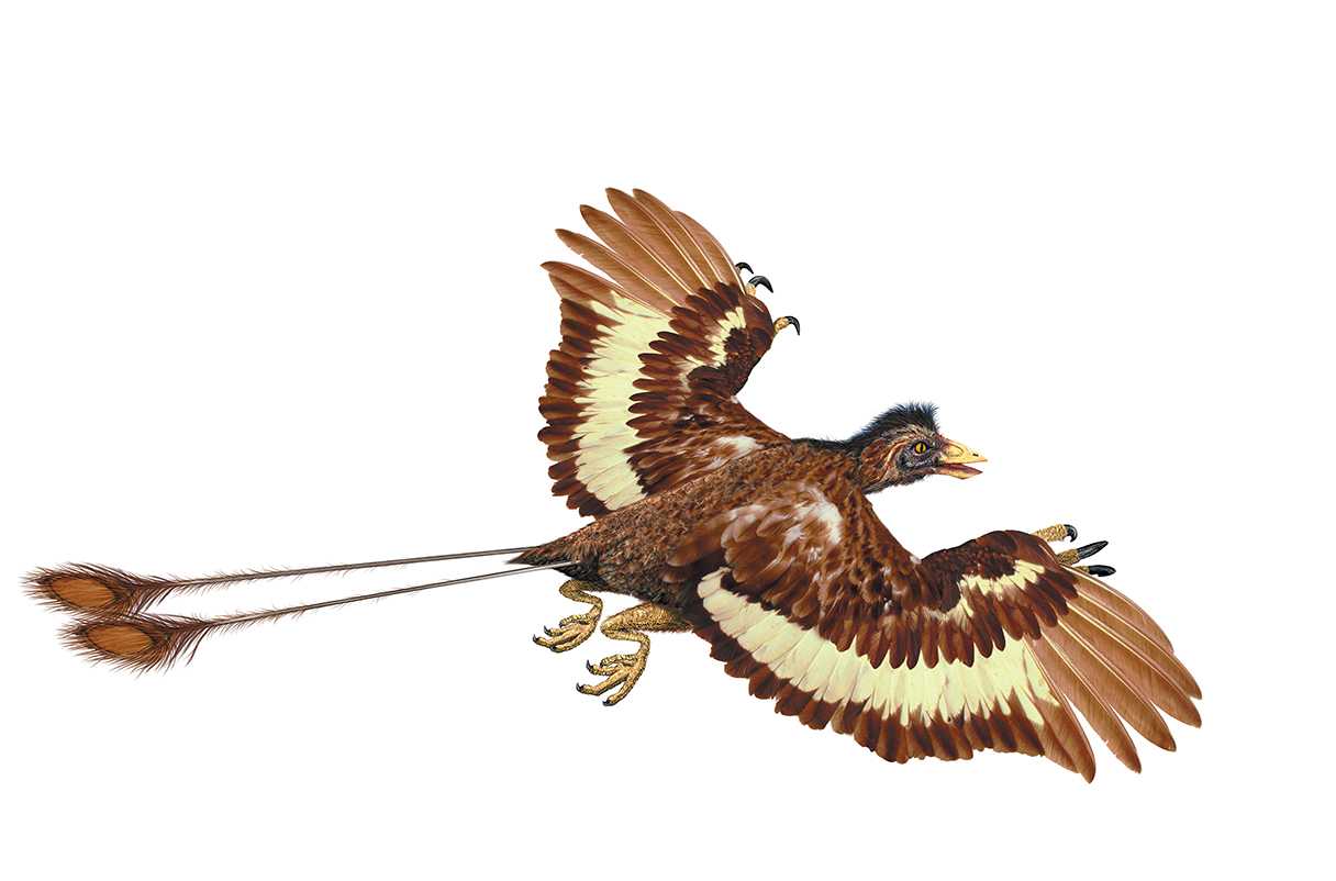 Representación artística de Confuciusornis, que muda sus plumas de manera similar a los pájaros cantores actuales. DORLING KINDERSLEY/SCIENCE SOURCE