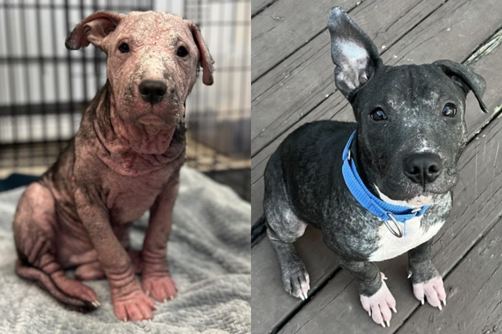 Steven, el perrito que iba a ser sacrificado y encontró un salvador a tiempo