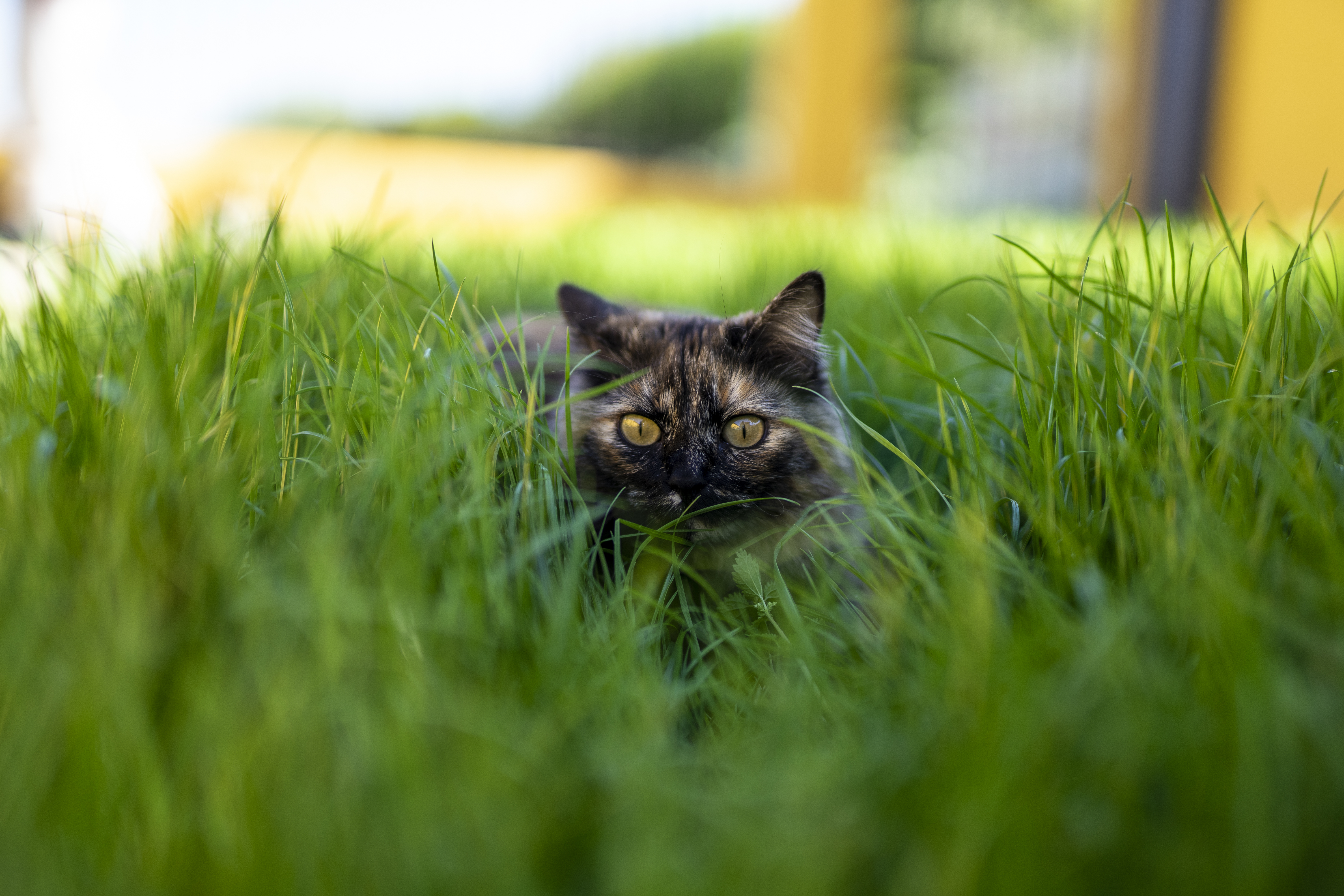¿Debería dejar que su gato salga de casa y vuelva cuando quiera?
