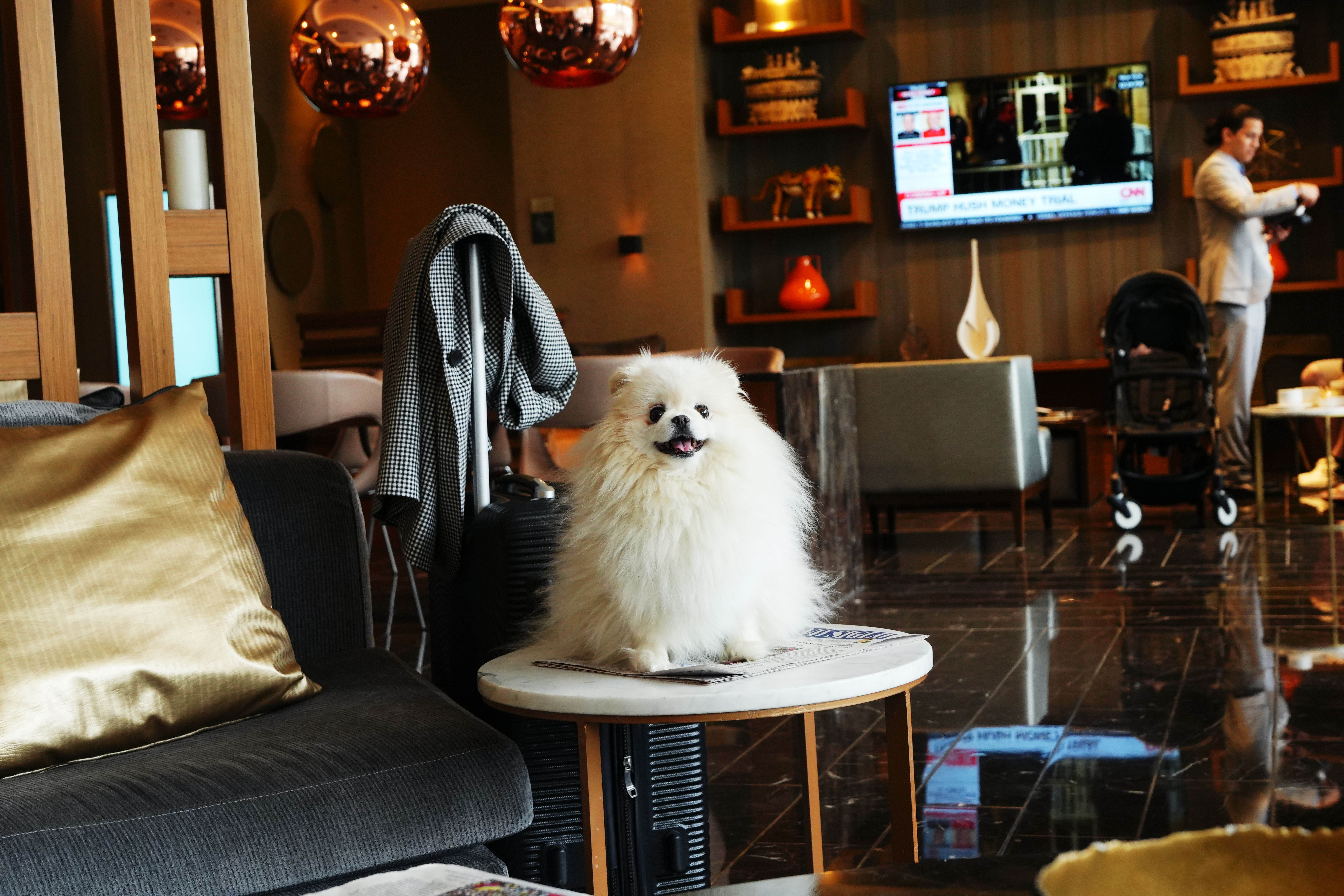 Hoteles pet-friendly en Colombia: destinos urbanos para viajar con su mascota