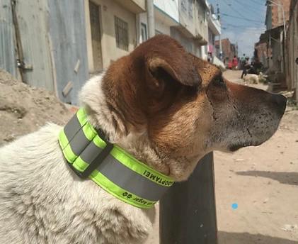 La iniciativa que evita que más perros mueran atropellados: así puede ayudar